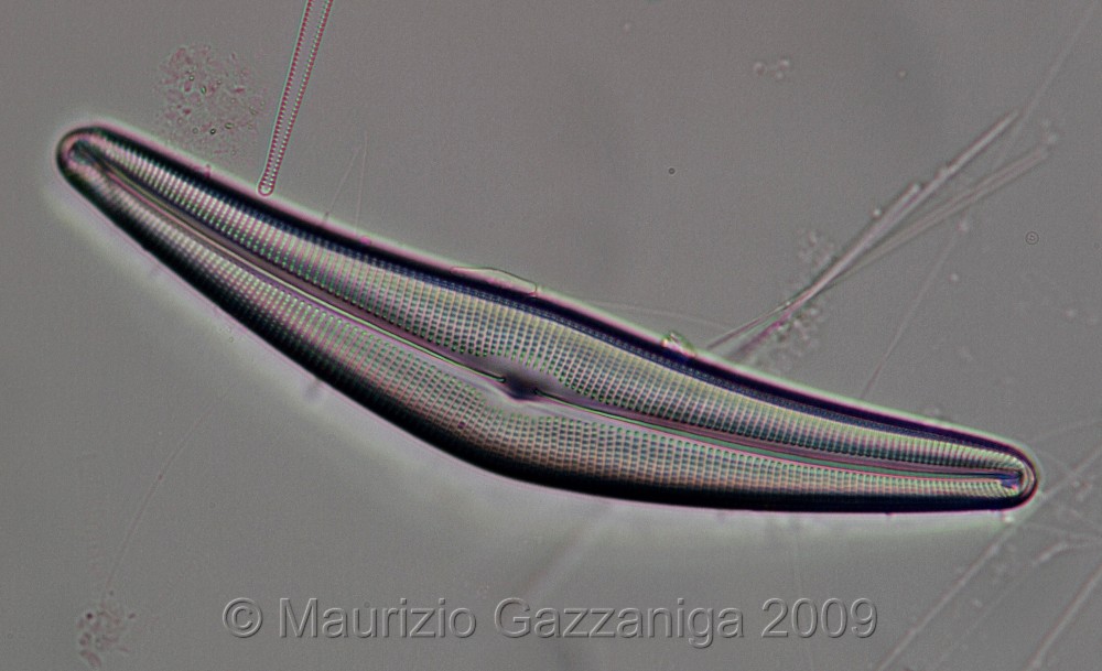 Cymbella